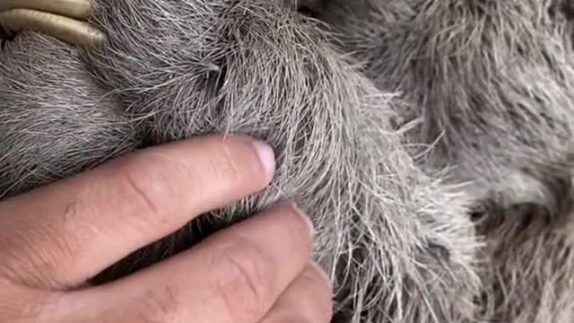 cute and wild animals