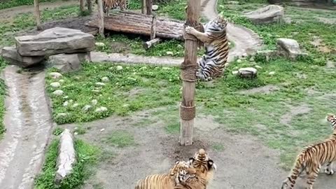 tigers