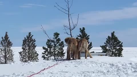 Golden retrievers enjoying the sun and the snow.