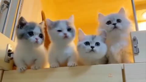 cute cat and dog funny rumble video 2023
