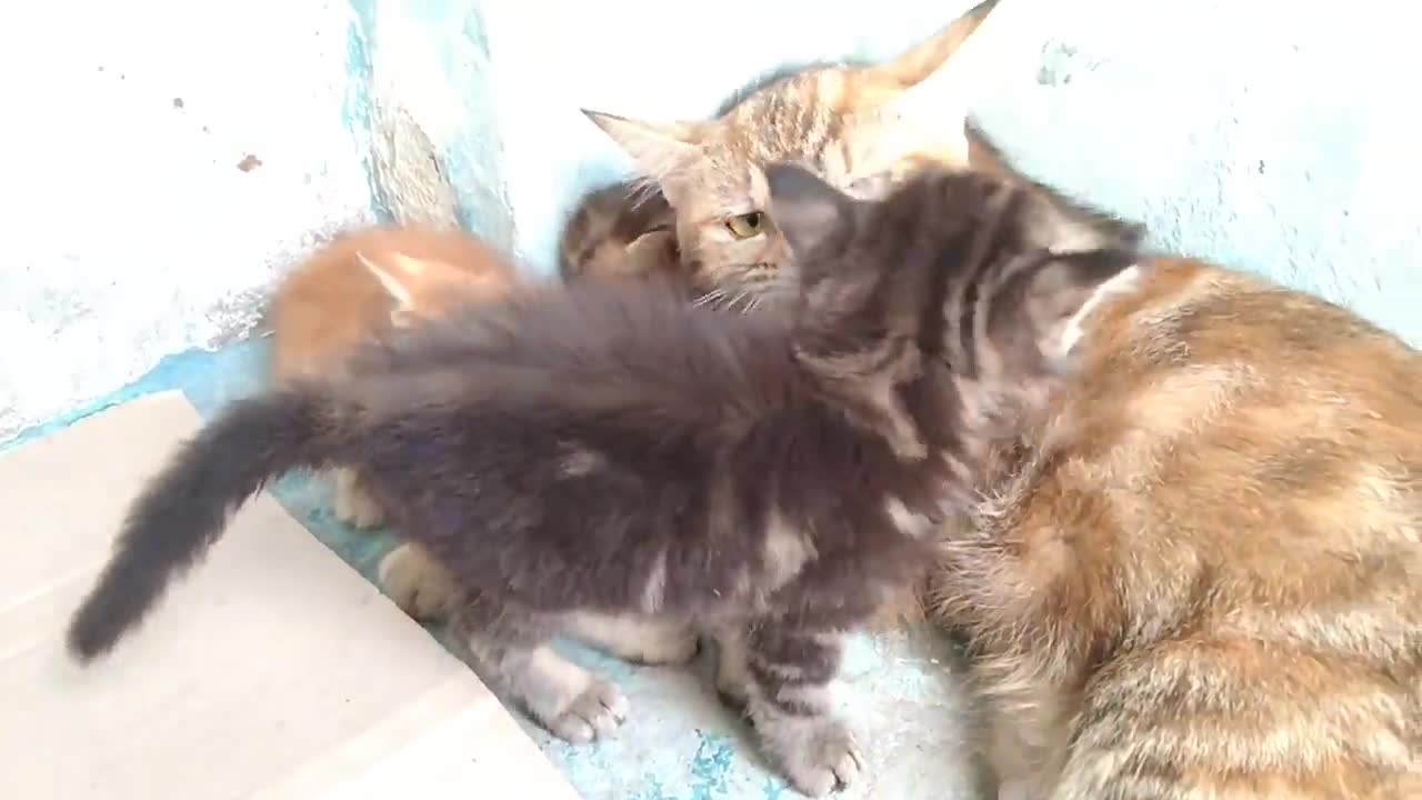 Mother Cat Scaring Rescue Kitten Even Her Own Kitten Got Scared || Mother Adopted Him In 2 Days ||