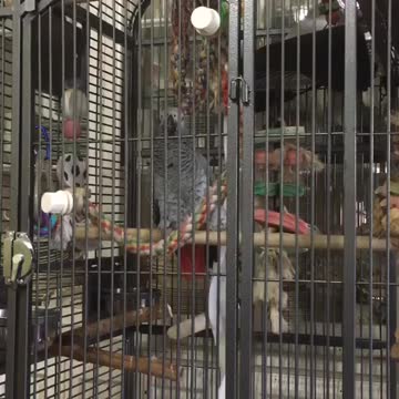 Parrot pulls off perfect impression of barking dog