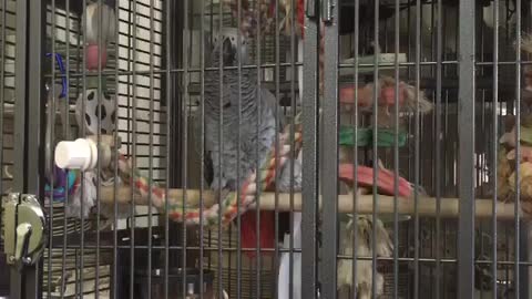 Parrot pulls off perfect impression of barking dog