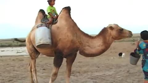 CAMEL HERDING & MILKING, KAZAKHSTAN_Cut