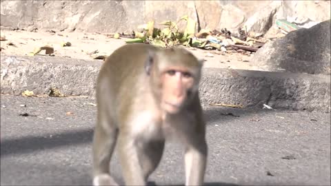 Monkeys Being Familiar With Living Beside Human Society _ Viral Monkey (1).mp4