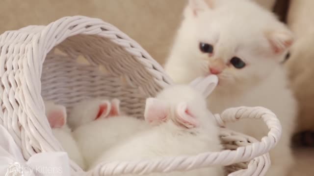 Cat Rabbit funny video