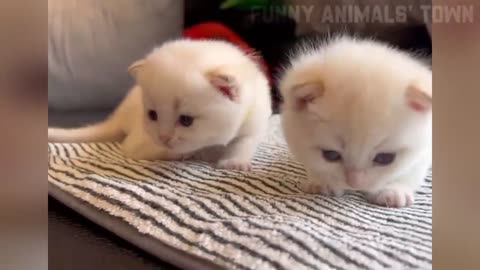 Funniest Cats and Dogs 🐶🐱 - Funny Animal Videos