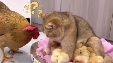 Fun with Hen and Cat| Cat lovers | #cat