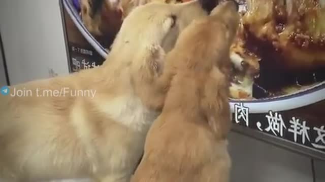 Two dogs eat on a Stevie funny video