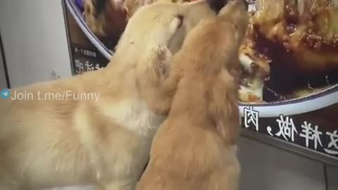 Two dogs eat on a Stevie funny video