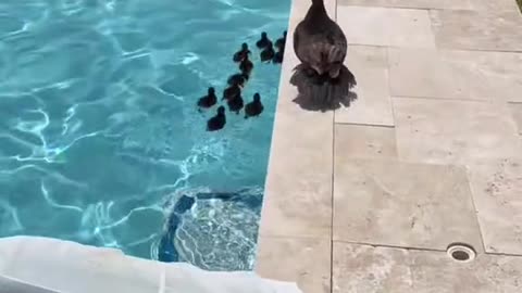 Last guys didnt wanna leave the pool