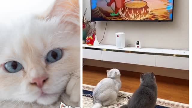 Two cats watching Tom and Jerry watch the surprise