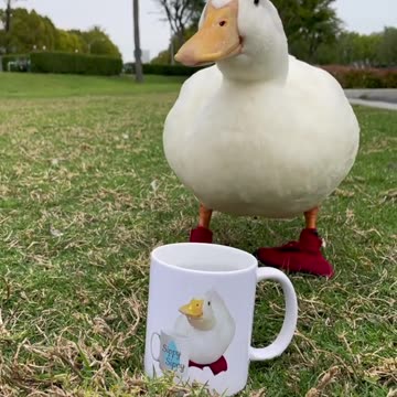 Cute Duck Drinks from a Cup of Water