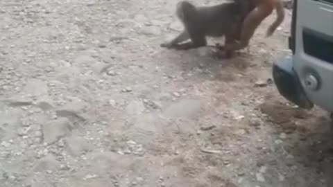 Funny monkey animal video