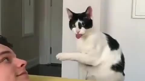 long-tongued cat