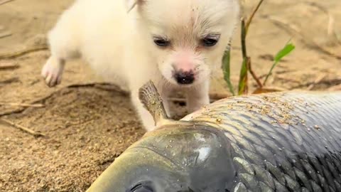 The dog has caught a fish.