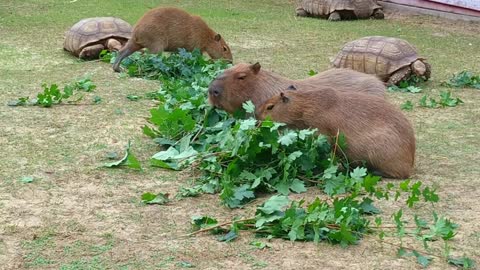 capybaras and turtle lunchtime