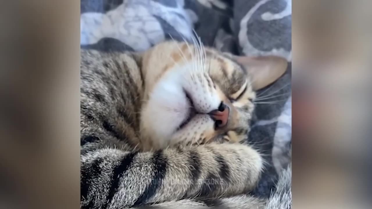 Funny animals playing running and laying down in active and sleeping positions