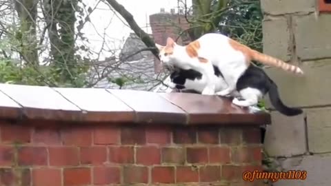 Funny Cats