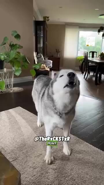 DOG HAS SOMETHING TO TALK ABOUT
