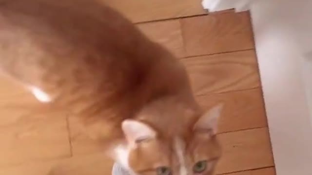 My cat meow differently