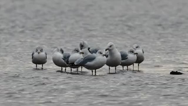 A flock of birds discussing the day's future program