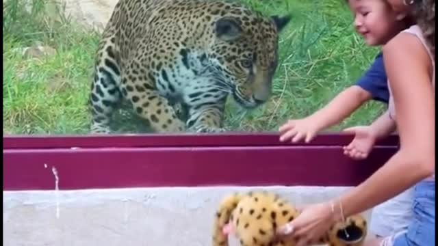 Playing with a toy with a leopard