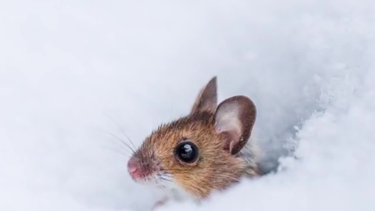 Rate the cuteness from 1 to 10