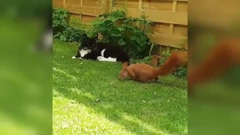 A house CAT became the foster DAD of an abandoned SQUIRREL!