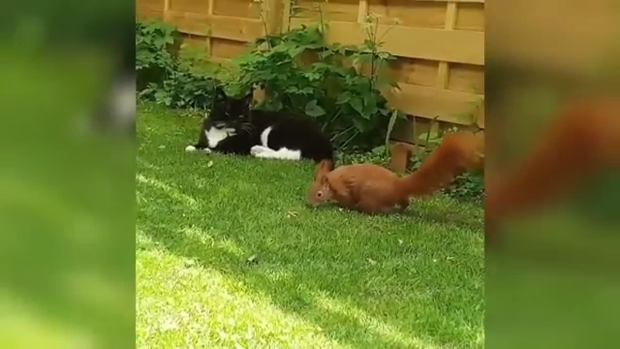 A house CAT became the foster DAD of an abandoned SQUIRREL!