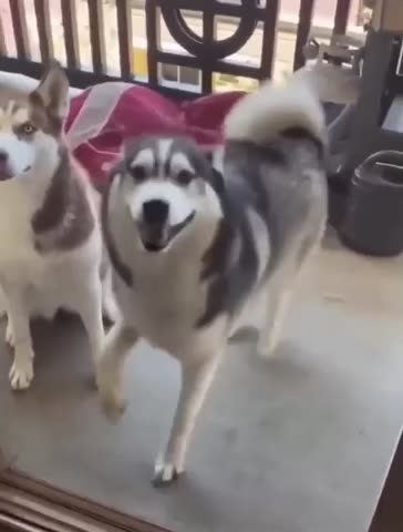 【 Funny dogs 2024 】Try not to laugh