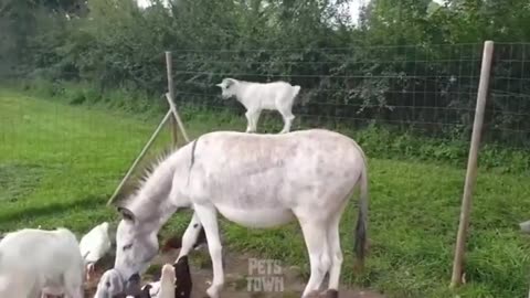 funny animal comp10