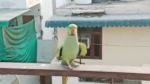 Parrot speaks