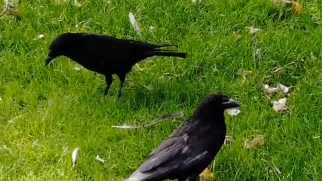 This is how I befriended my crows 🖤
