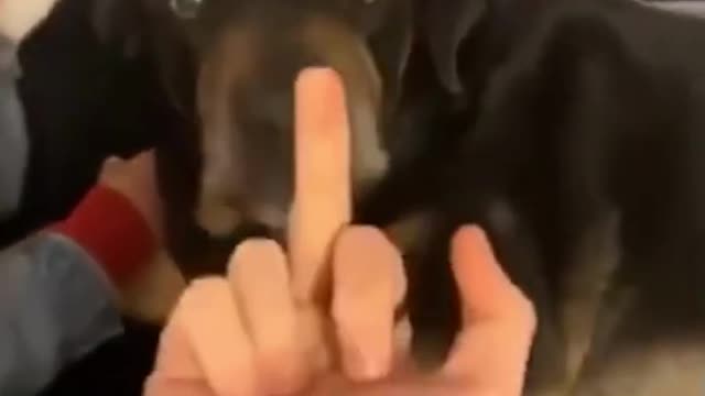 Dog reacts to getting flipped off! #shorts