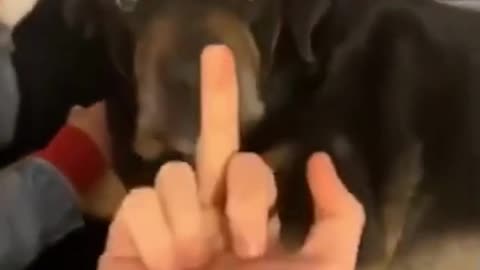 Dog reacts to getting flipped off! #shorts