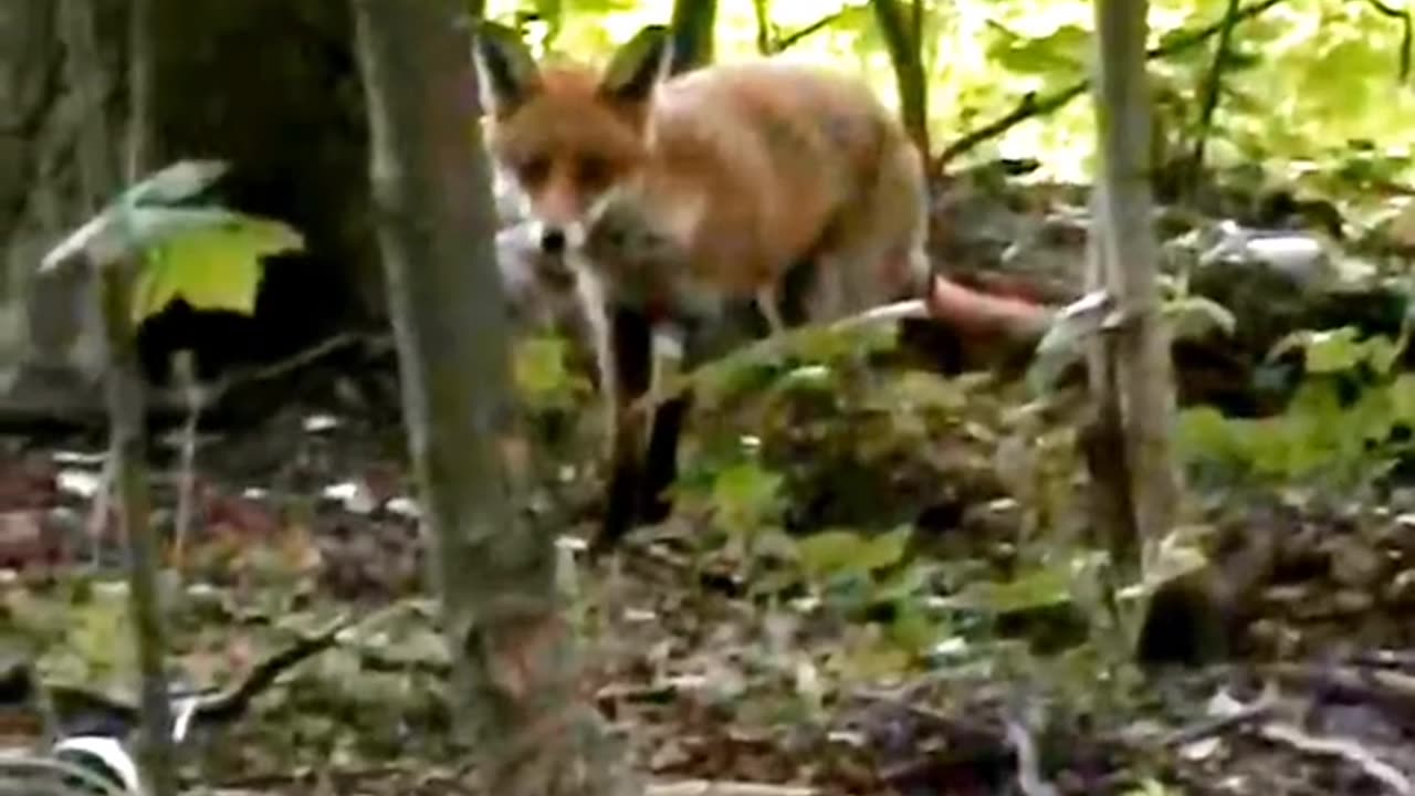 Fox vs Baby Owl #owl #owls #owlsofrumble #fox #foxes #foxesofrumble