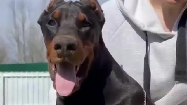 Dog Dobermann Play With My WIfe