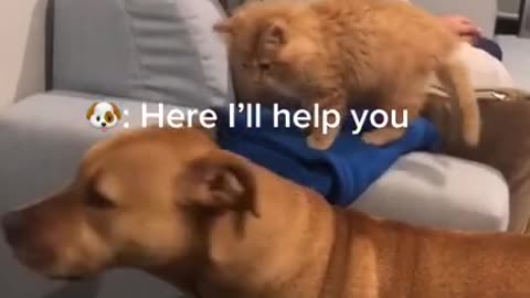 Dog Walks in Between Two Couches to form Pathway for Cat to Walk Over and Reach Owner