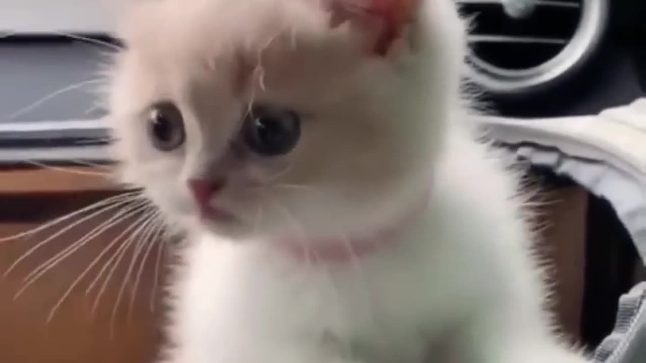 Top Funny Cute Kitten Random Viral Clips