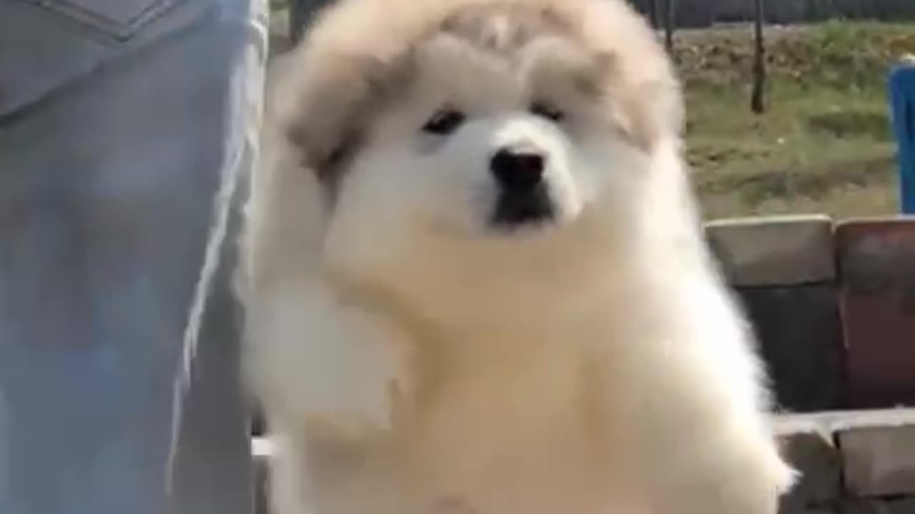 Cute dog 🐶 just watch video