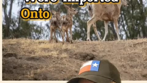 Catalina Island Mule Deer, Mule Deer Hunting