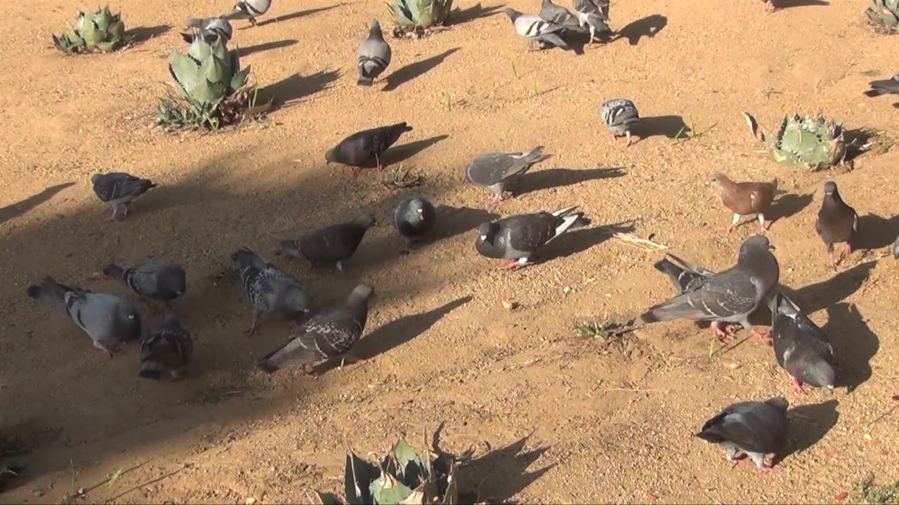 JOE HEMP FEEDING PIGEONS