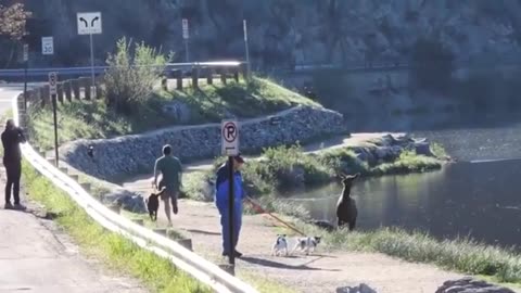 deer wants to join in on the jogging session, man is terrified