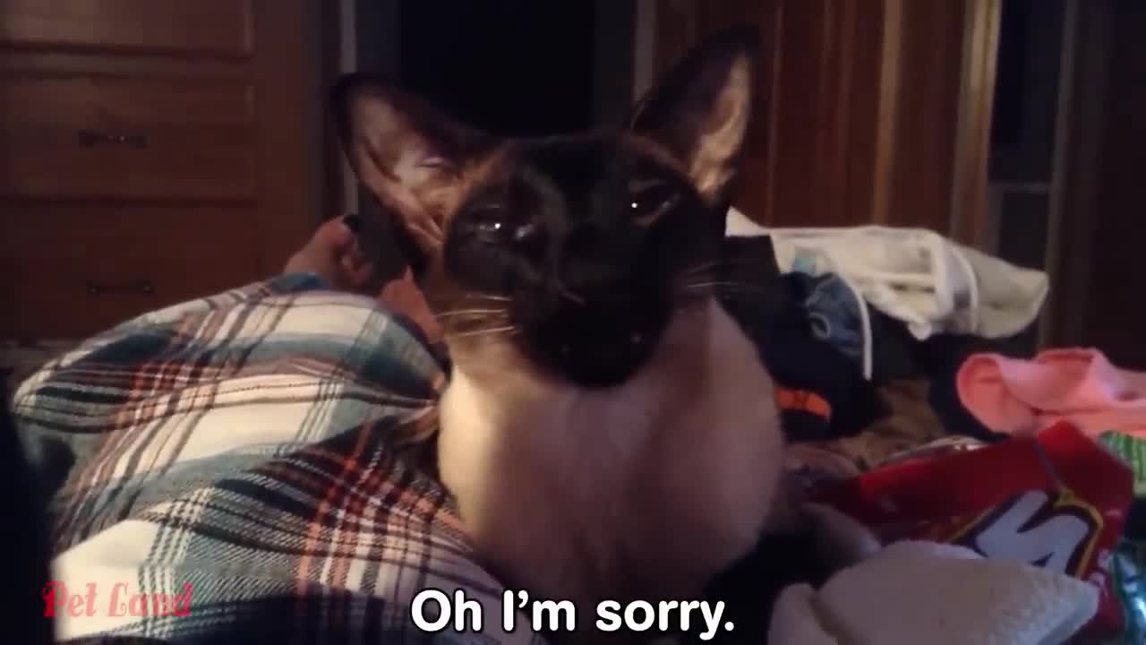 Funny Animal Videos 2022 😂 - Funniest Cats and Dogs Videos 😺😍