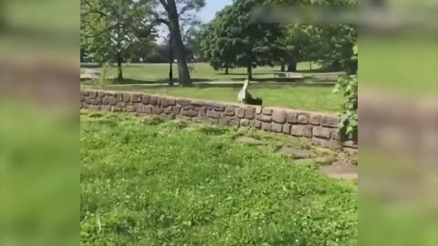 Vídeo de Animais Engraçados - Melhores Vídeos de Gatos😹 e Cachorros🐶 do Mês de 2022-4
