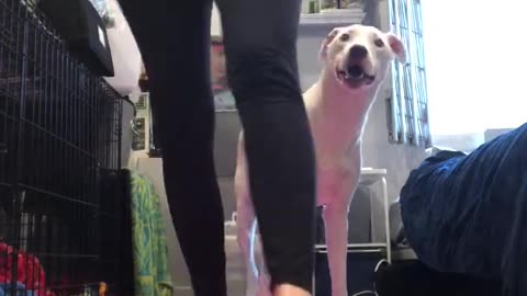 A dig that pooped on a yoga mat