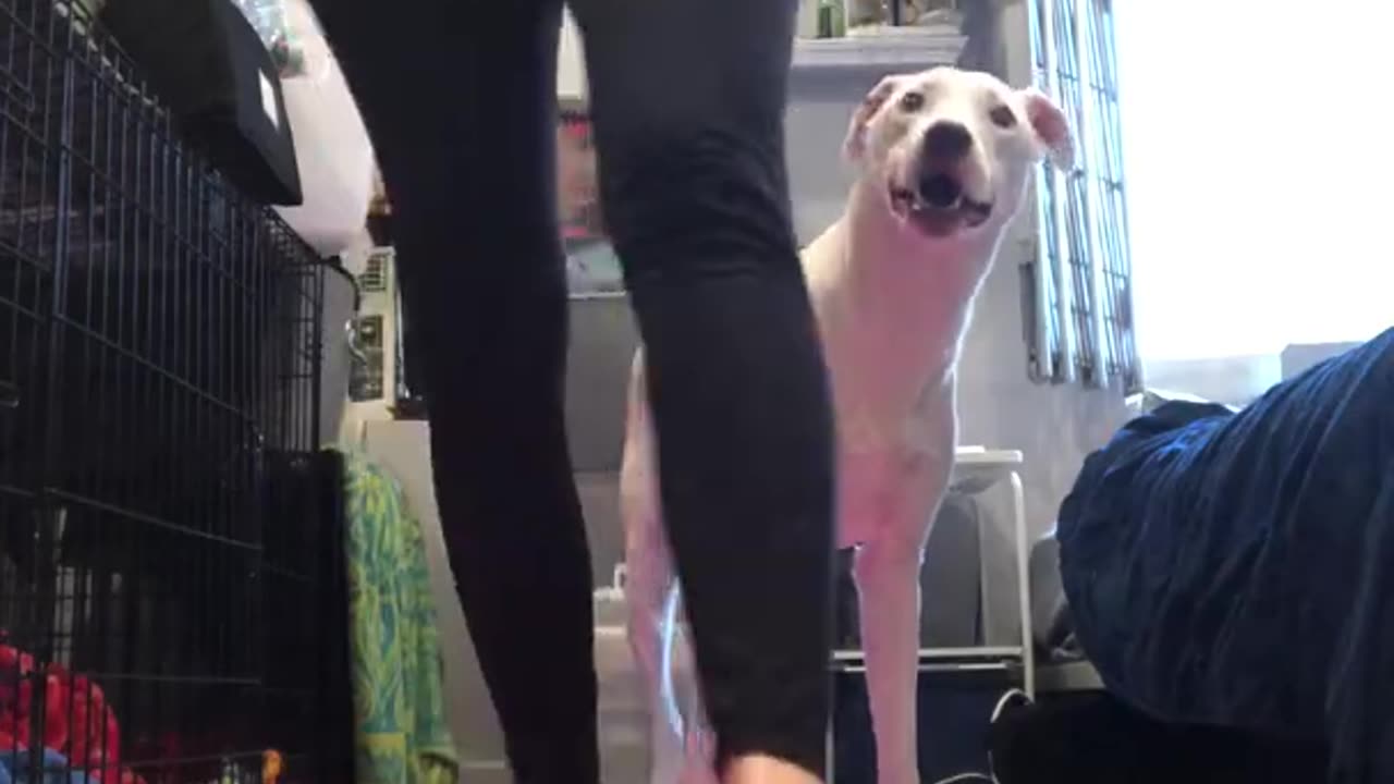 A dig that pooped on a yoga mat