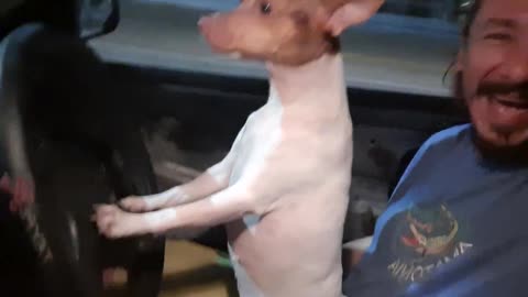 Doggo Drives the Car