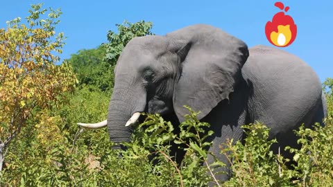 Animal beauty